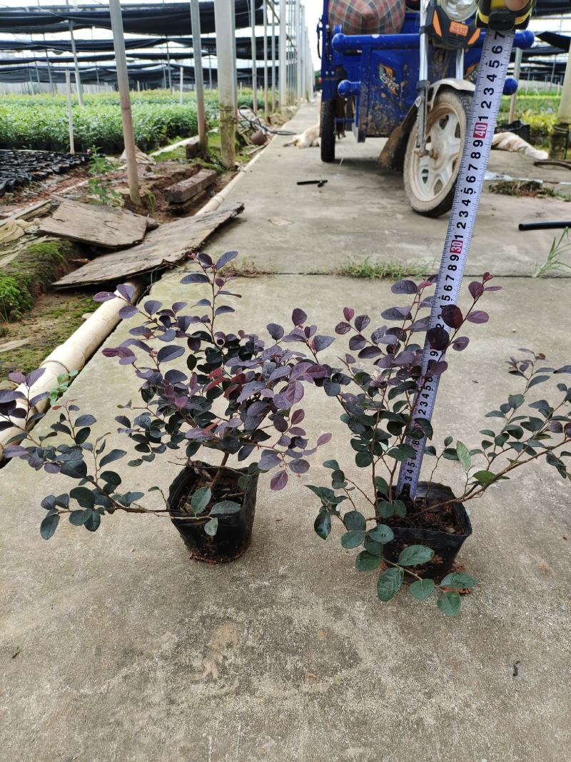 红继木基地自产自销，品质保证，价格优惠诚信经营