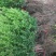 瓜子黄杨基地直供，一手货源，质好价优欢迎电联合作