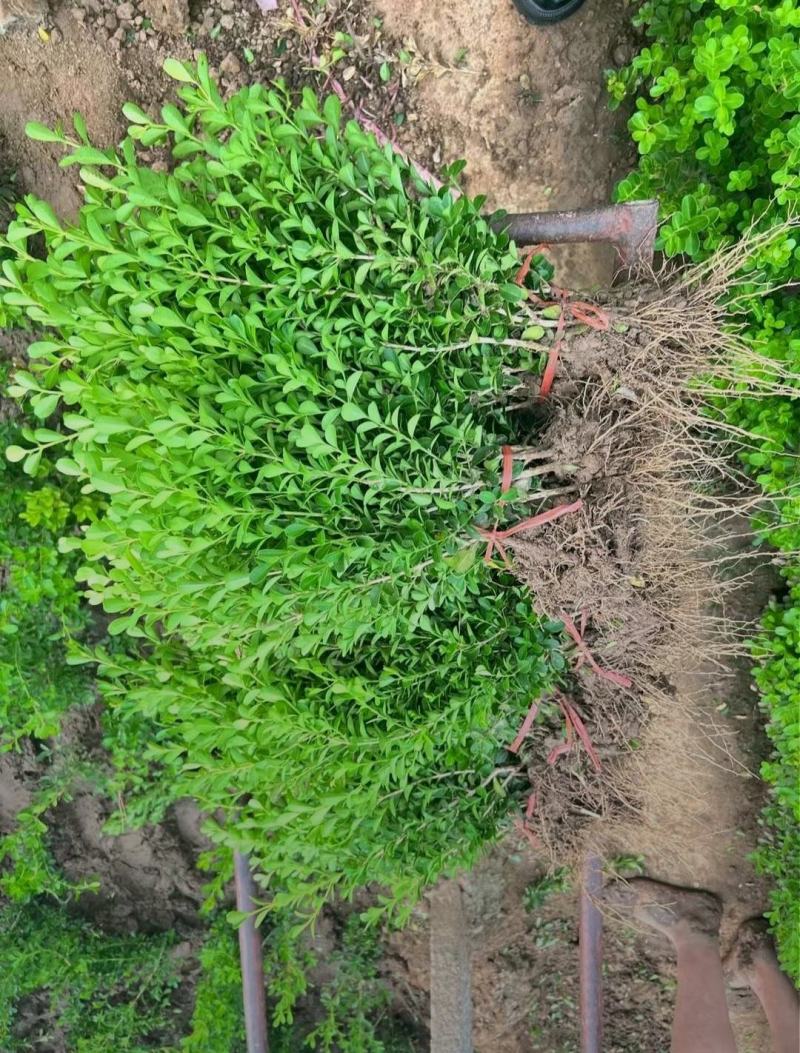 瓜子黄杨基地直供，一手货源，质好价优欢迎电联合作