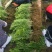 瓜子黄杨基地直供，一手货源，质好价优欢迎电联合作