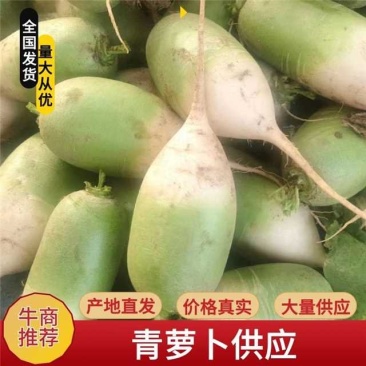 开封精品青萝卜产地直发品质保证一手货源量大从优