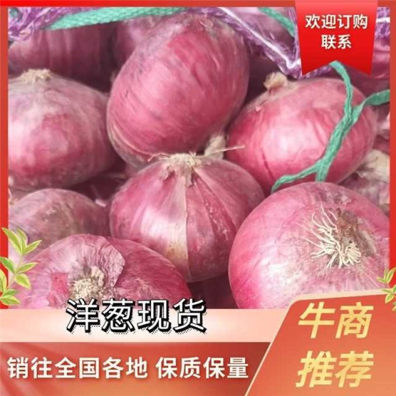 红洋葱黄洋葱产地直发品质保证一手货源