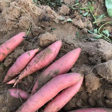 烟薯25西瓜红纯沙土地种植