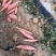 烟薯25西瓜红纯沙土地种植