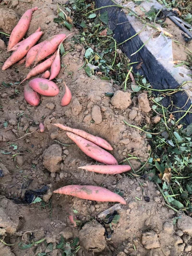 烟薯25西瓜红纯沙土地种植