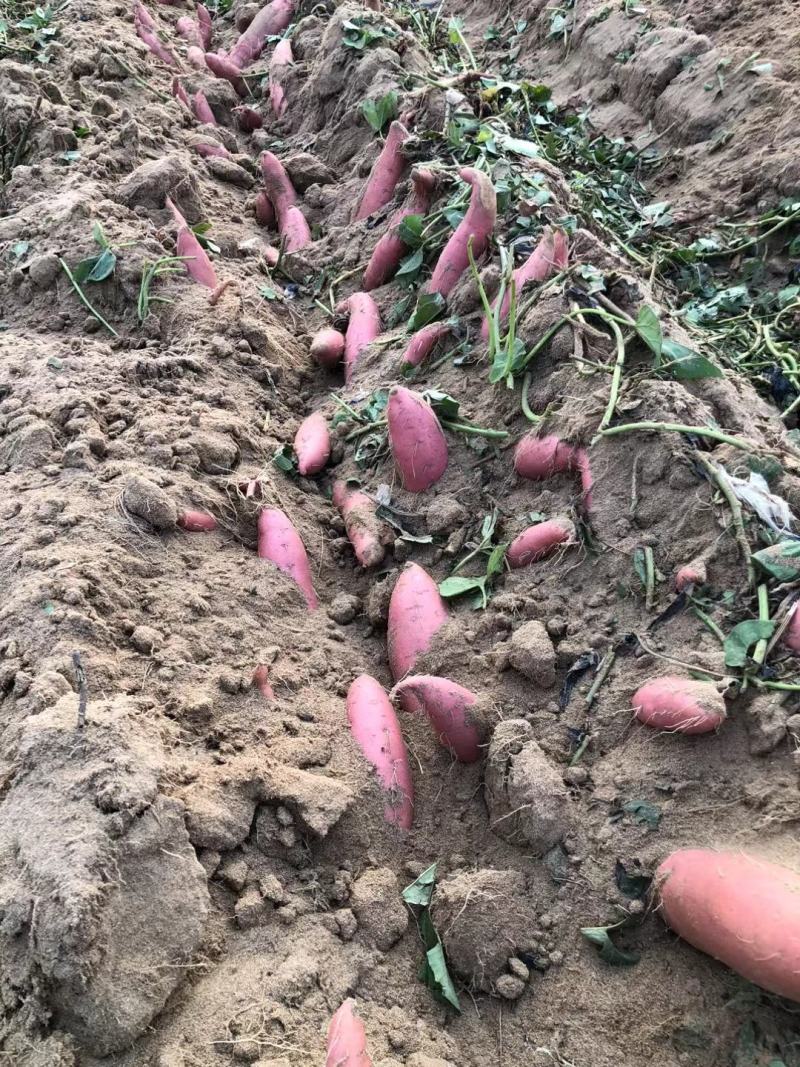 烟薯25西瓜红纯沙土地种植