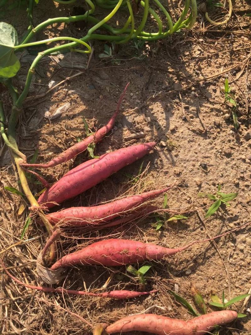 烟薯25西瓜红纯沙土地种植