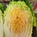 山东黄心大白菜4—6斤大量上市，质量优，产地直销