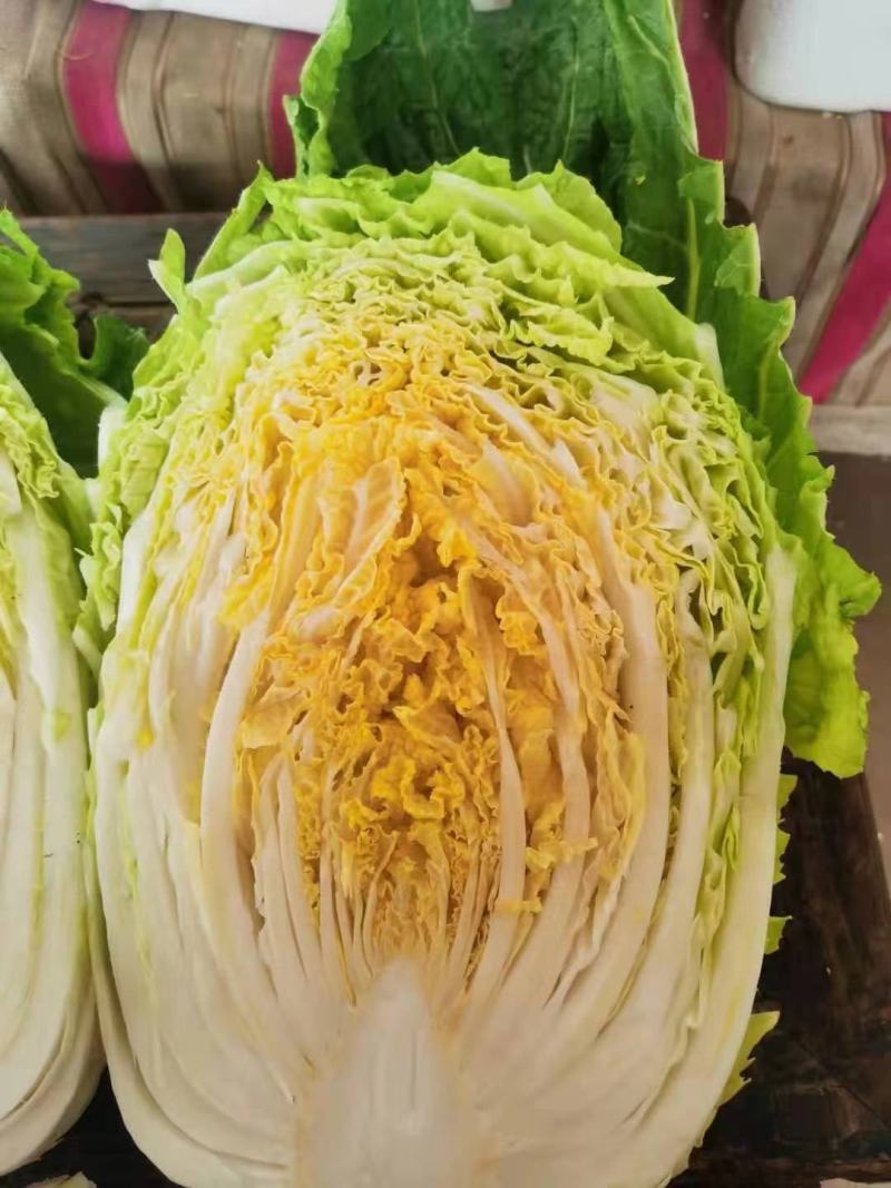 山东黄心大白菜4—6斤大量上市，质量优，产地直销