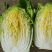 山东黄心大白菜4—6斤大量上市，质量优，产地直销