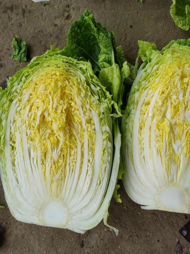 山东黄心大白菜4—6斤大量上市，质量优，产地直销