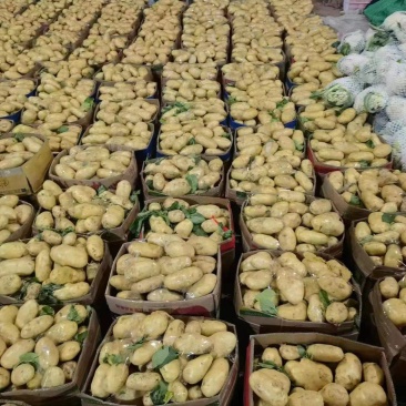 山东精品土豆大量上市质量保证对接档口商超