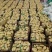 山东精品土豆大量上市质量保证对接档口商超