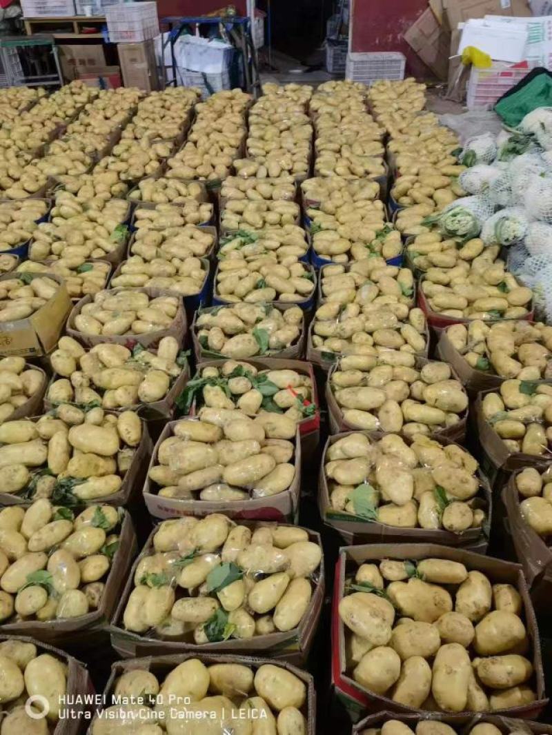 山东精品土豆大量上市质量保证对接档口商超
