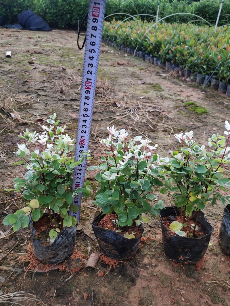 紫花翠芦莉，基地自产自销，品质保证，价格优惠，诚信经营