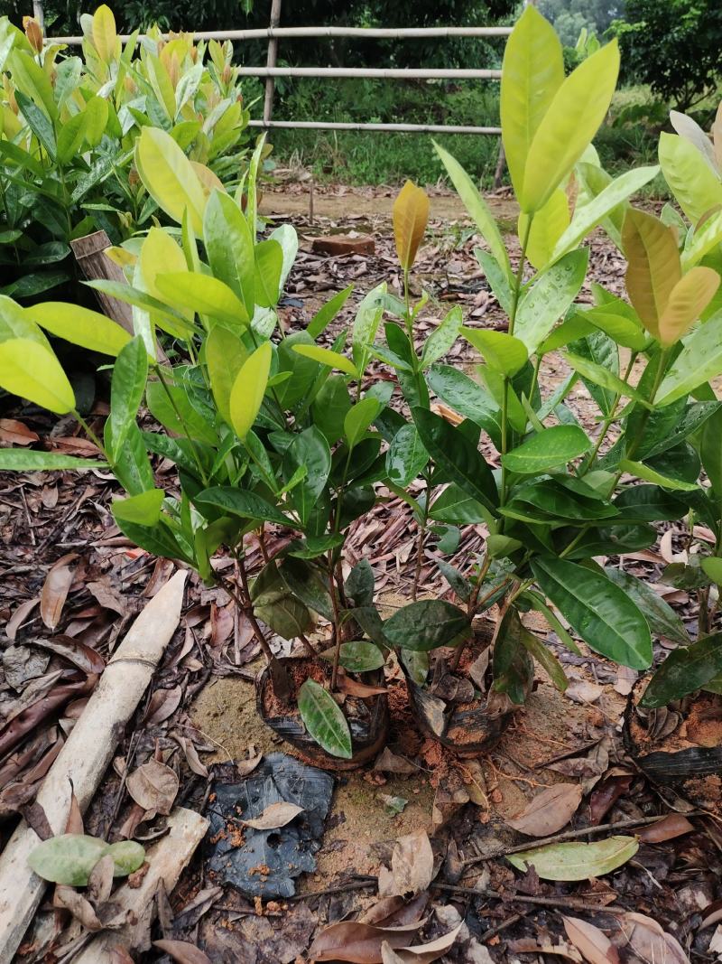 紫花翠芦莉，基地自产自销，品质保证，价格优惠，诚信经营