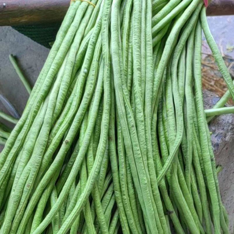 【精品】山东兰陵豆角大量上市视频实地看货质量保证