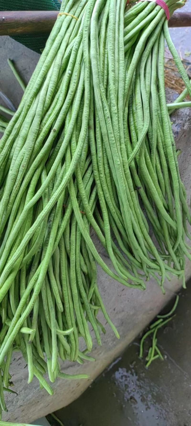 【精品】山东兰陵豆角大量上市视频实地看货质量保证