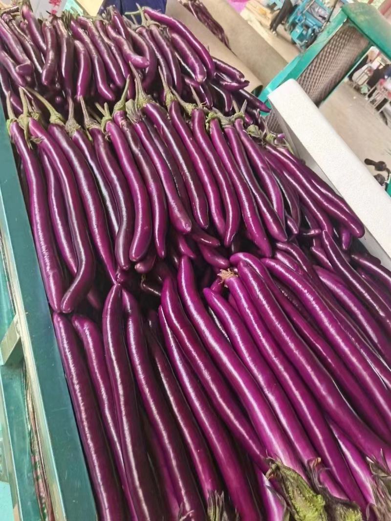 精品红线茄大量供应对接全国各地市场价格优势