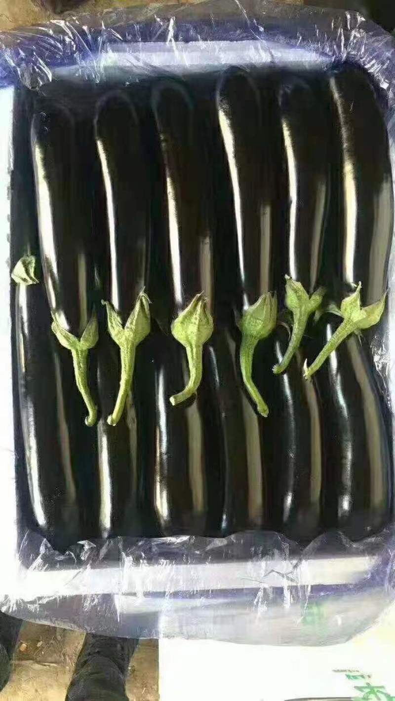 精品长茄万亩基地供应品质保证大小均匀欢迎合作