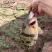 广东本地鳜鱼