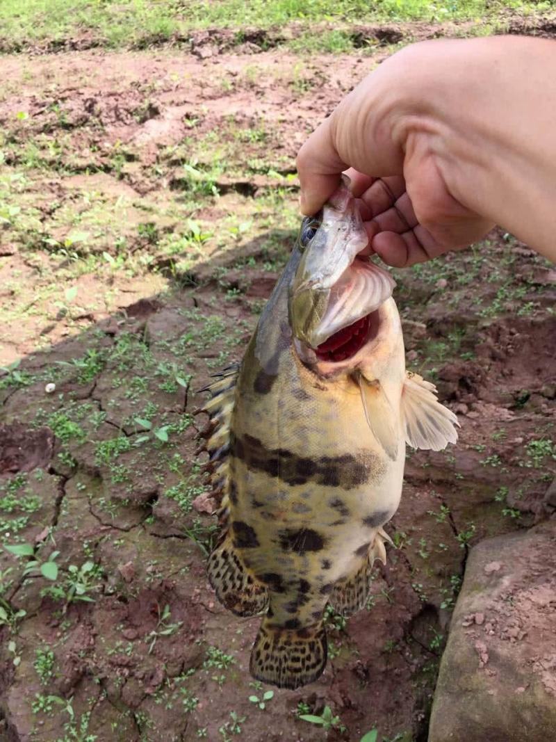 广东本地鳜鱼