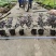 中叶龙船花，7斤袋品质优良，自产自销，冠幅饱满诚信经营
