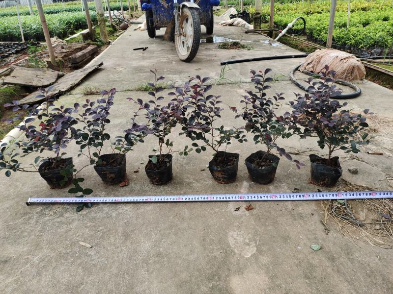 中叶龙船花，7斤袋品质优良，自产自销，冠幅饱满诚信经营