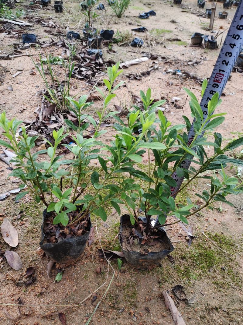 中叶龙船花，7斤袋品质优良，自产自销，冠幅饱满诚信经营