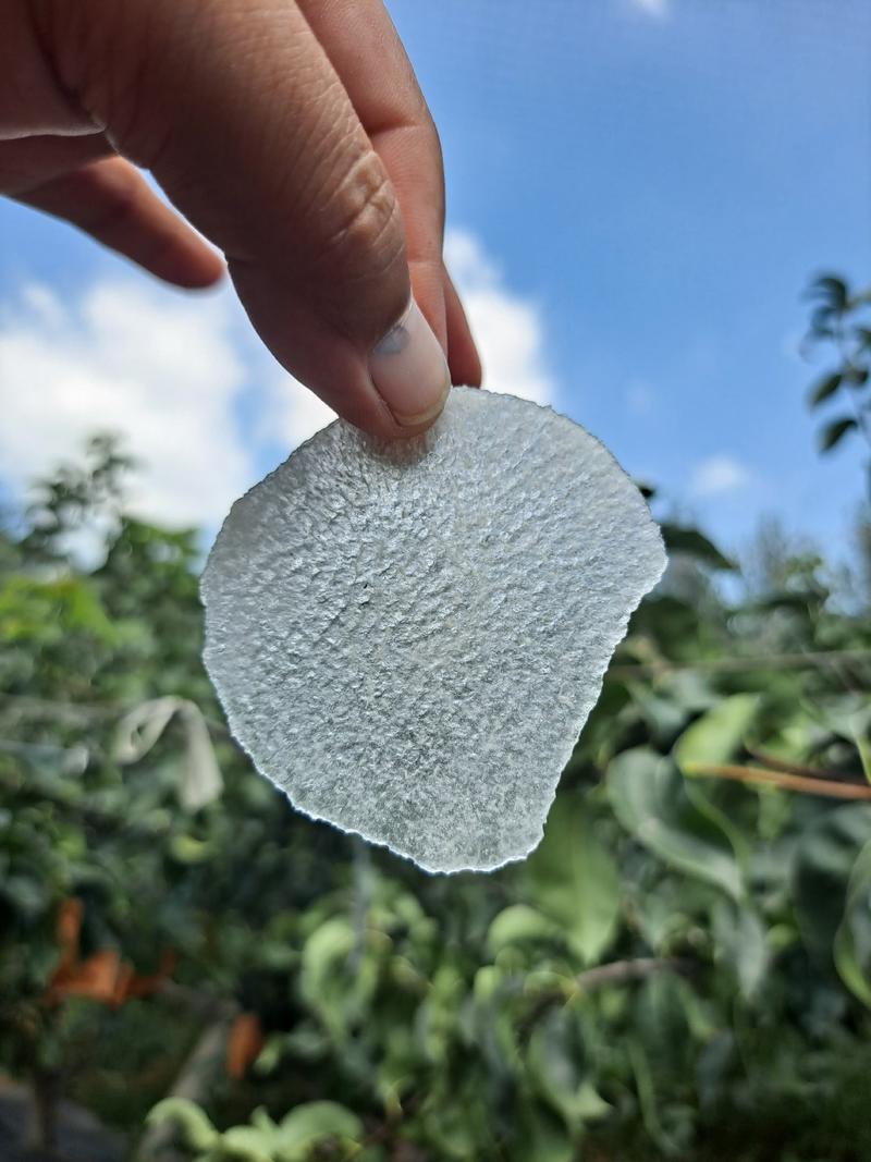 莱阳秋月梨0.5-0.7斤（85-90mm）精品果