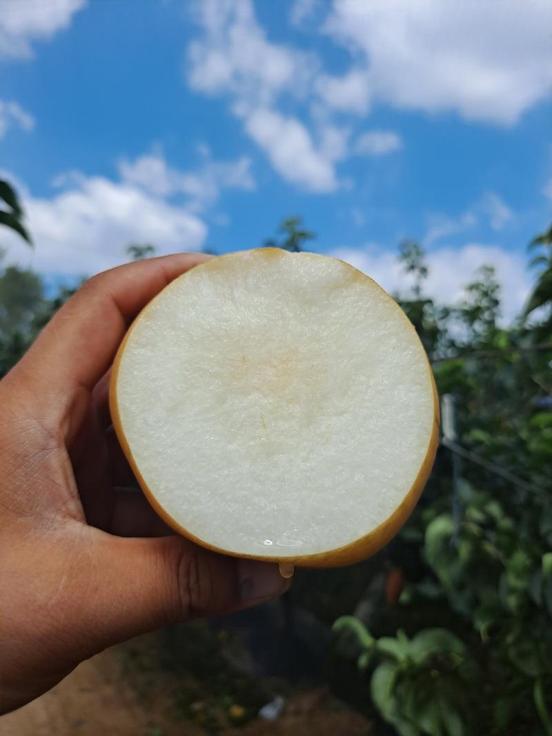莱阳秋月梨0.5-0.7斤（85-90mm）精品果