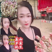 面姜【继续出售山东生姜】品种齐全-价格美丽需要的联系