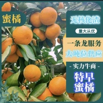 【精品】小叶蜜橘，高山特早蜜橘现摘现发口感甜原产地货源