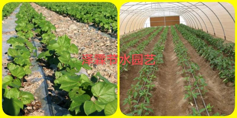 节水灌溉滴灌带蔬菜大棚膜下滴灌贴片滴头16mm单孔双孔