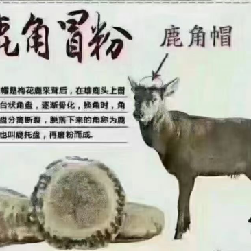 鹿角帽粉1kg1200元