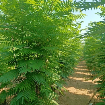 丛生火炬树