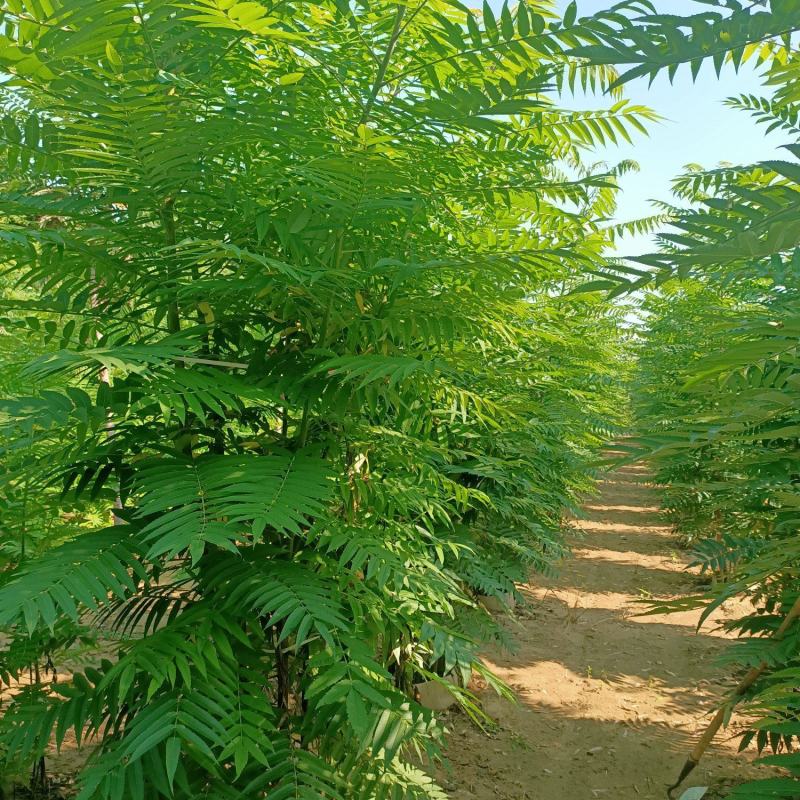 丛生火炬树