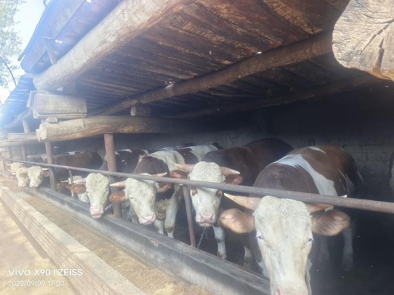 宰肉公牛，架子母牛，架子公牛，精品小母牛，大量现货，