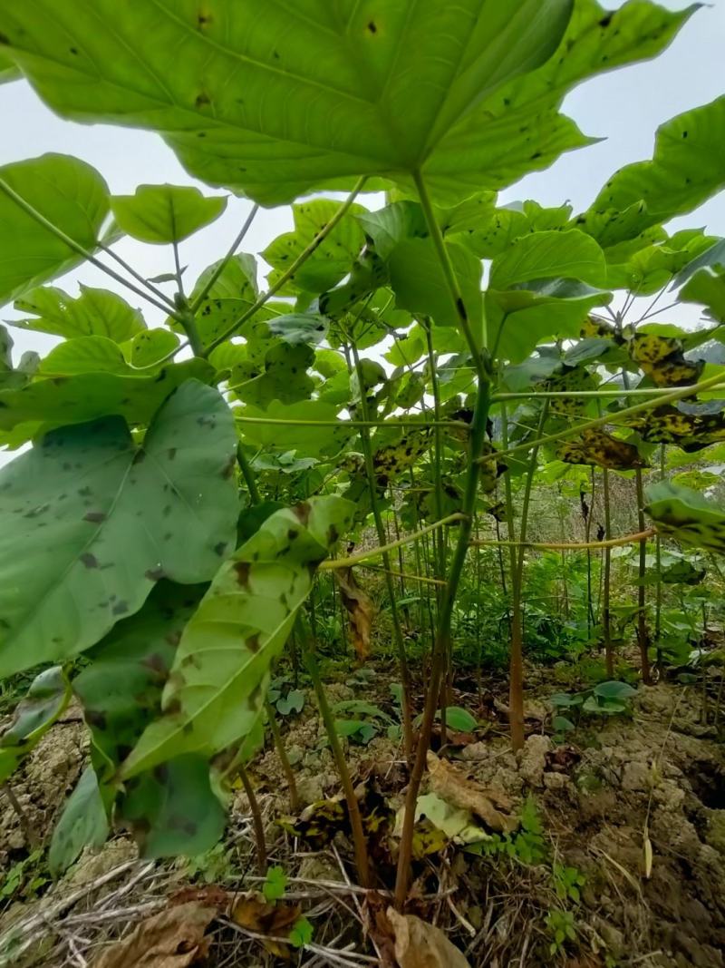 千亩油桐树苗批发，买油桐苗请选择重庆俊尧专业油桐培育公司