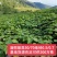 千亩油桐树苗批发，买油桐苗请选择重庆俊尧专业油桐培育公司