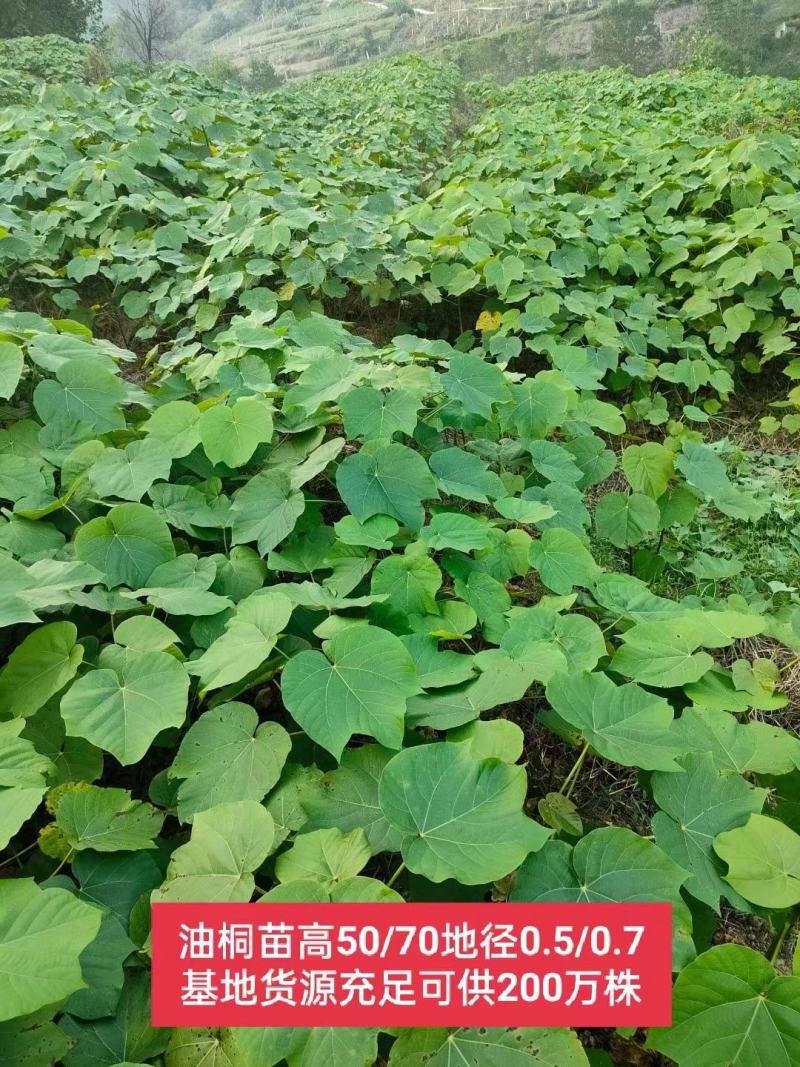 千亩油桐树苗批发，买油桐苗请选择重庆俊尧专业油桐培育公司