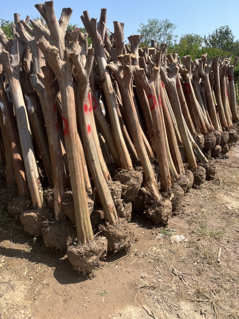 大量出售6-15公分占地紫微，基地直发