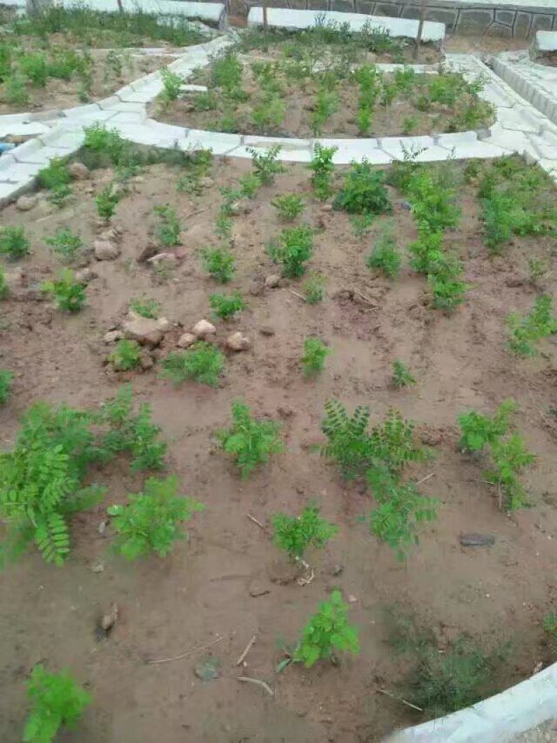 【热卖】紫穗槐30高绿化工程紫穗槐苗产地一手货源质量保证