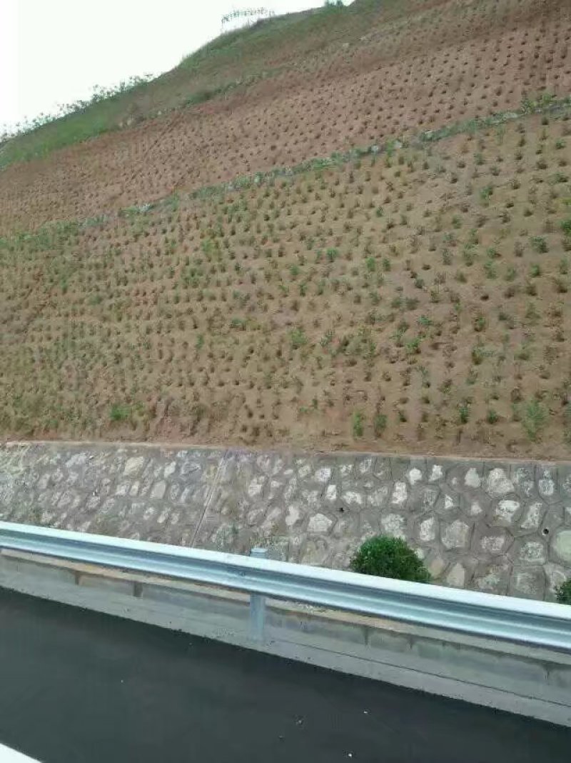 【热卖】紫穗槐30高绿化工程紫穗槐苗产地一手货源质量保证