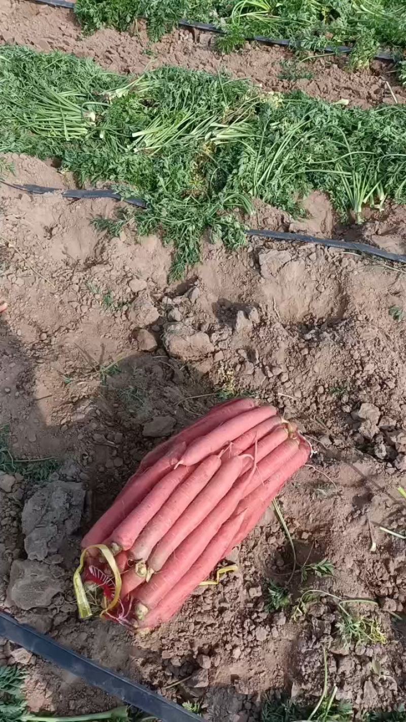 陕西网袋装，纯沙地未洗自然红萝卜。