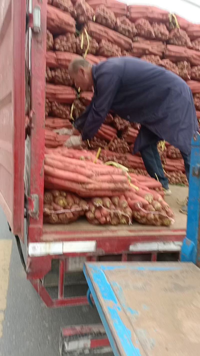 陕西网袋装，纯沙地未洗自然红萝卜。
