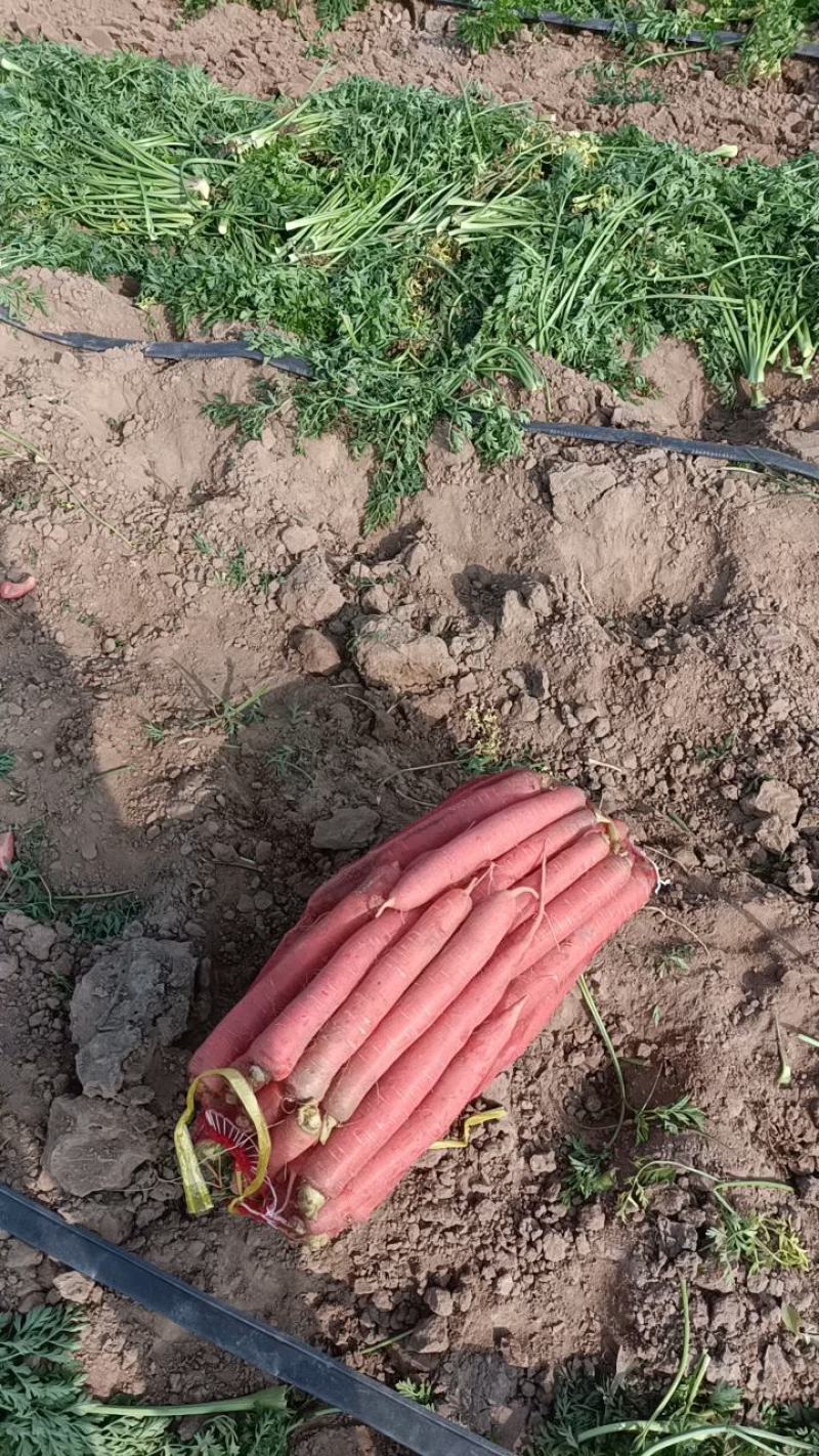 陕西网袋装，纯沙地未洗自然红萝卜。