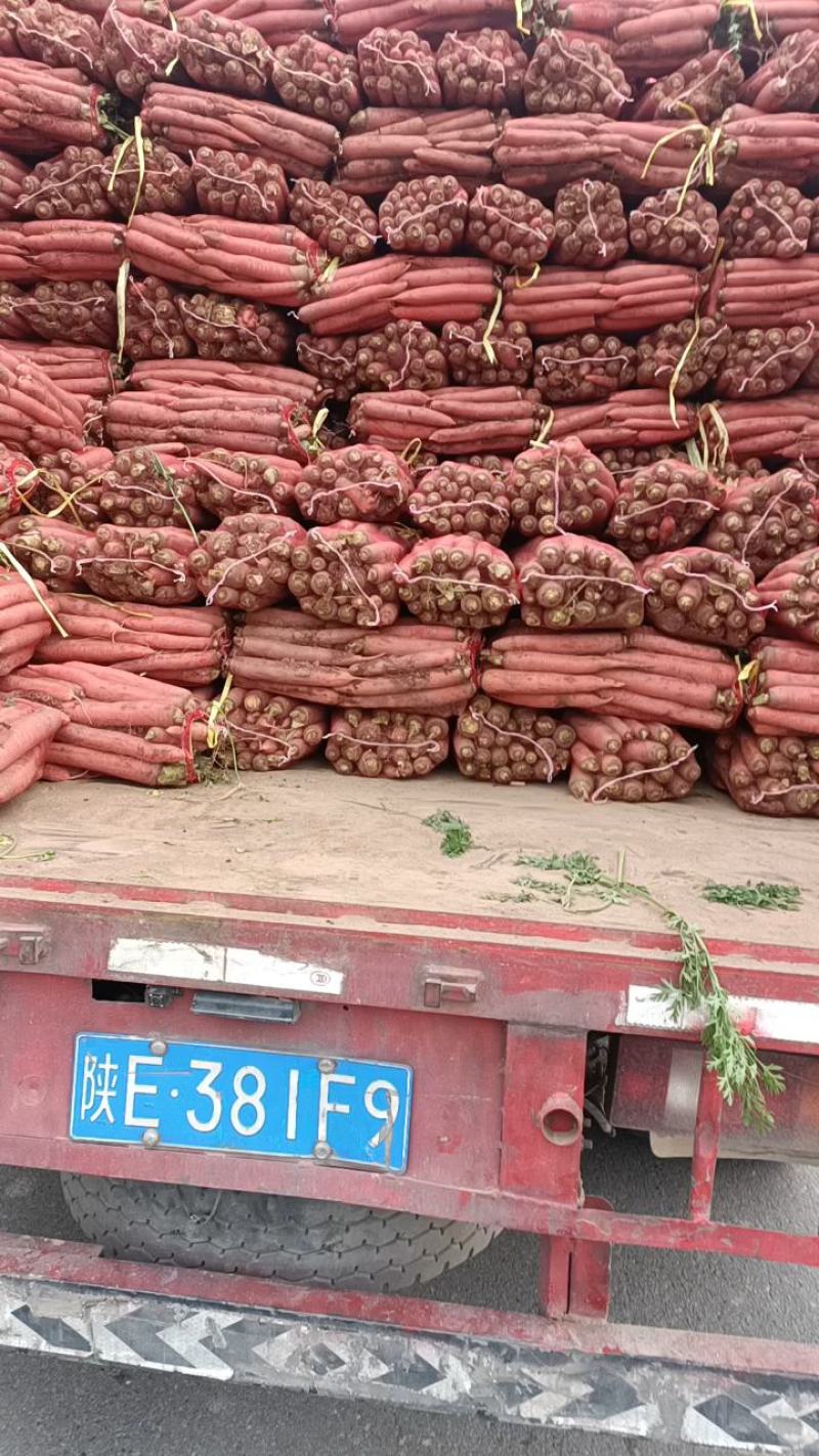 陕西网袋装，纯沙地未洗自然红萝卜。