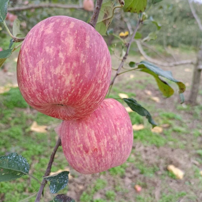 红富士苹果冰糖心苹果脆甜各种规格价格可谈货源足欢迎来电