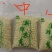 苏州芡实米鸡头米新鲜供应产地直供诚信经营品质保证